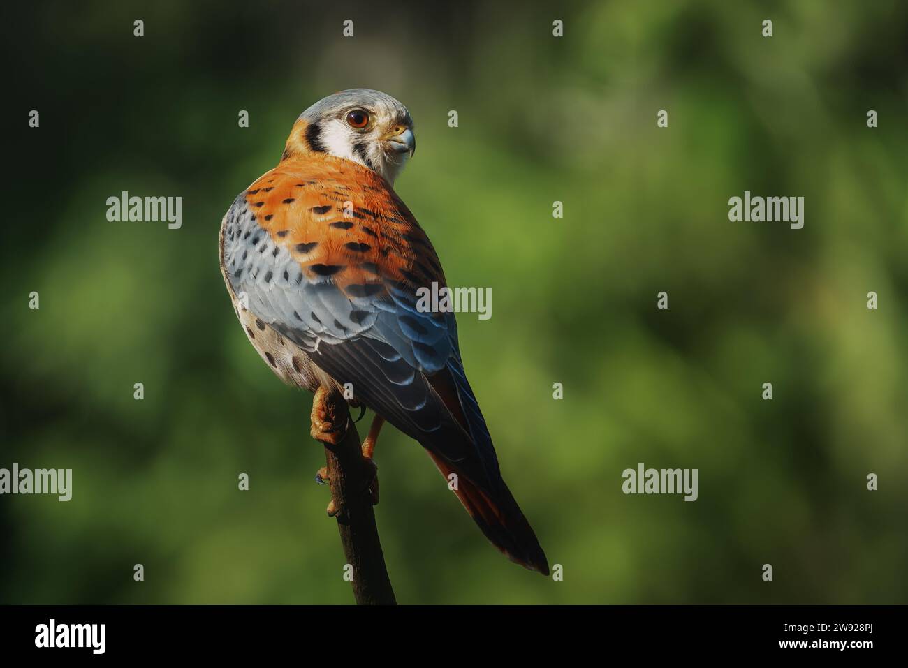 Kestrel d'Amérique (Falco sparverius) - oiseau de proie Banque D'Images