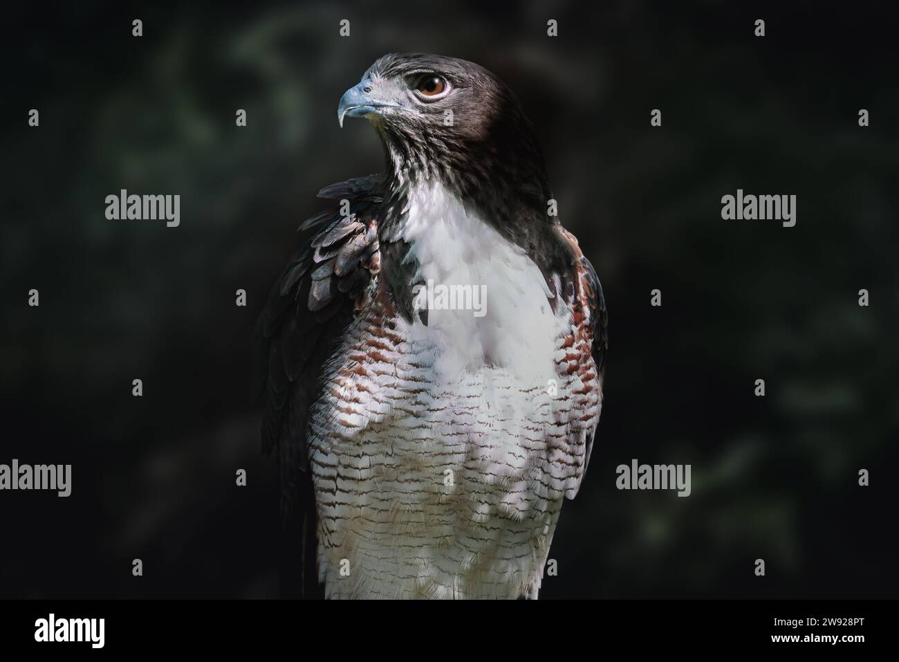 Faucon à queue blanche (Geranoaetus albicaudatus) - oiseau de proie Banque D'Images