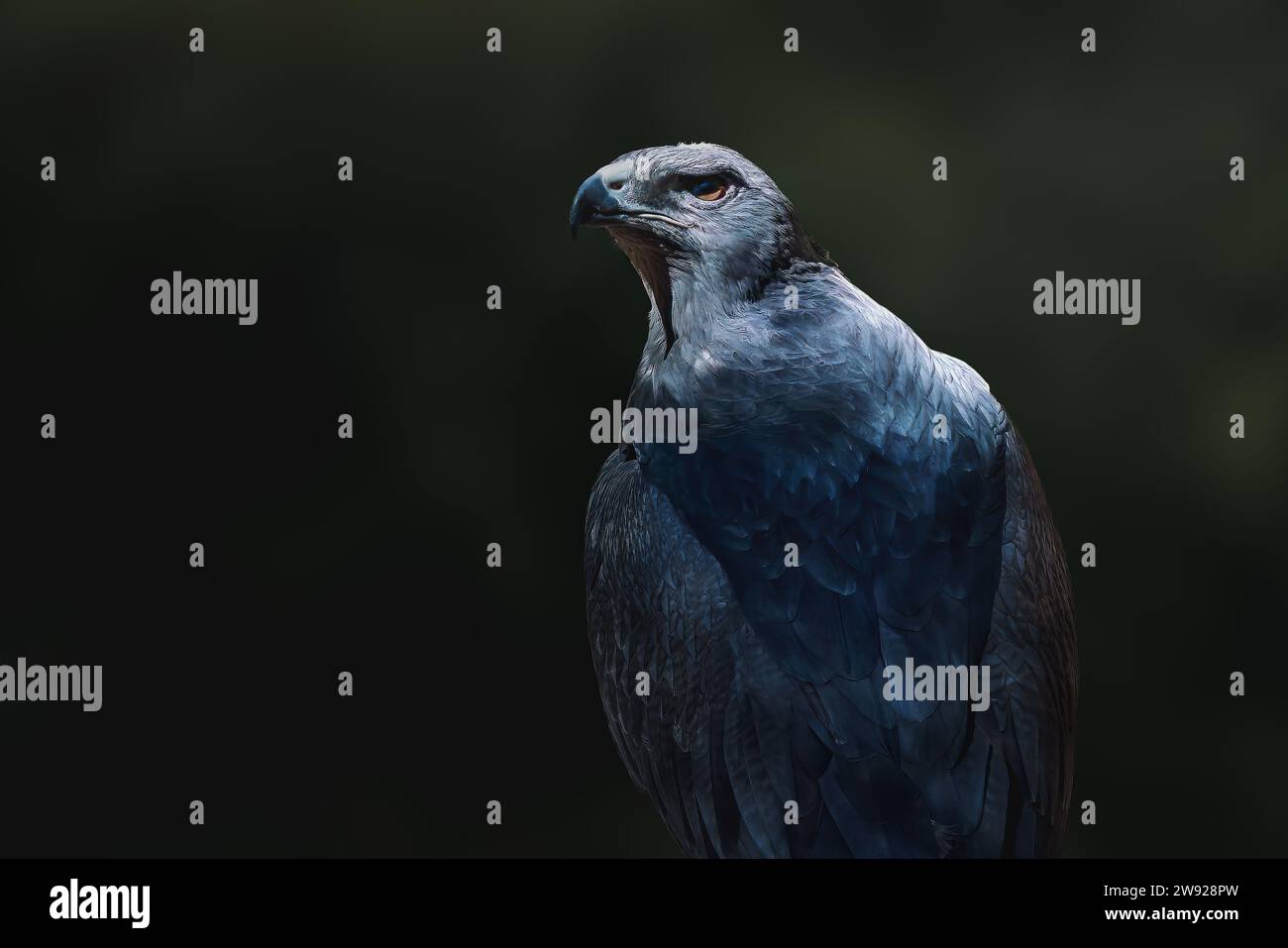 Aigle-buzzard à chant noir (Geranoaetus melanoleucus) - oiseau de proie Banque D'Images