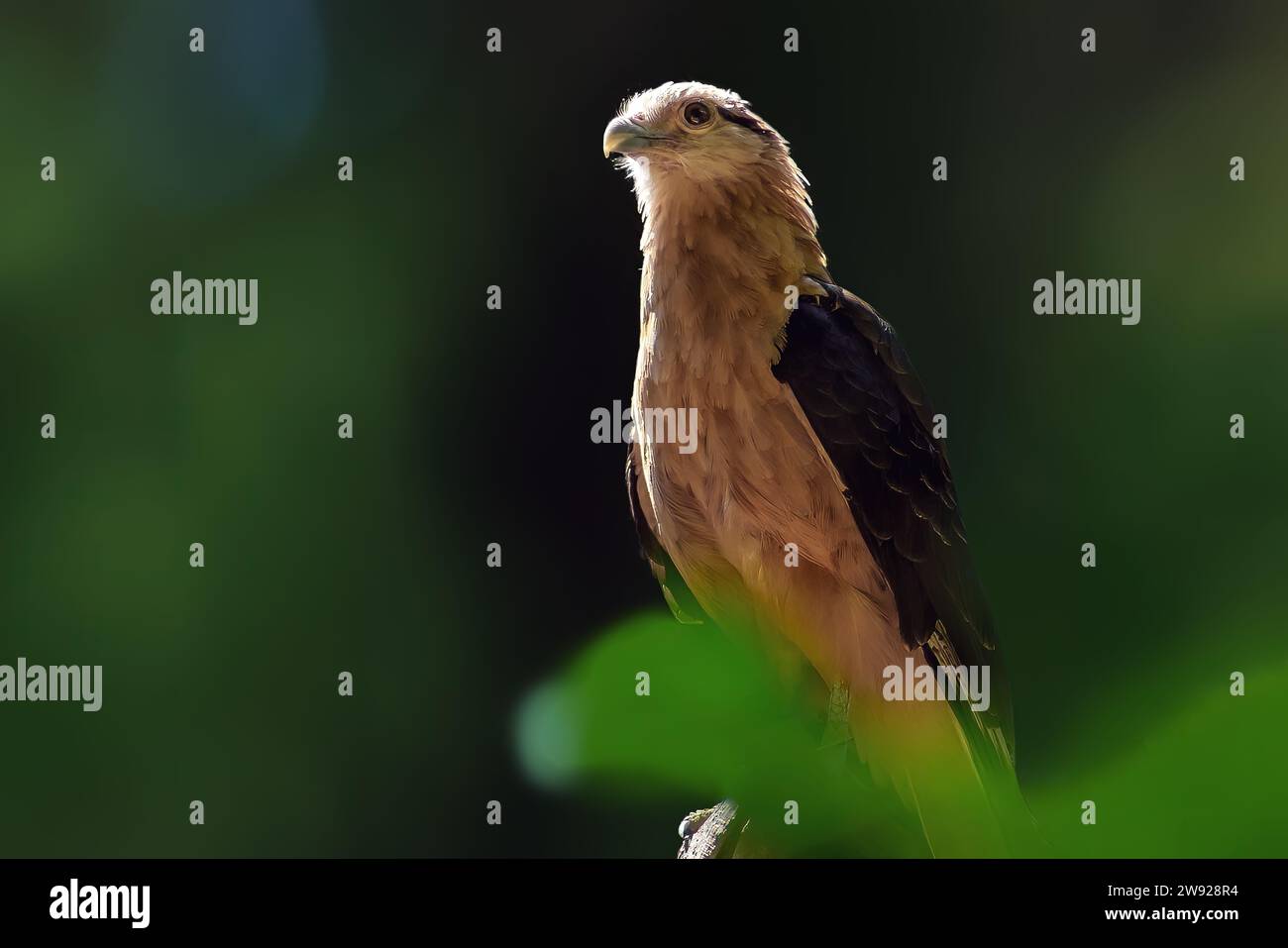 Caracara à tête jaune (Milvago chimachima) - oiseau de proie Banque D'Images