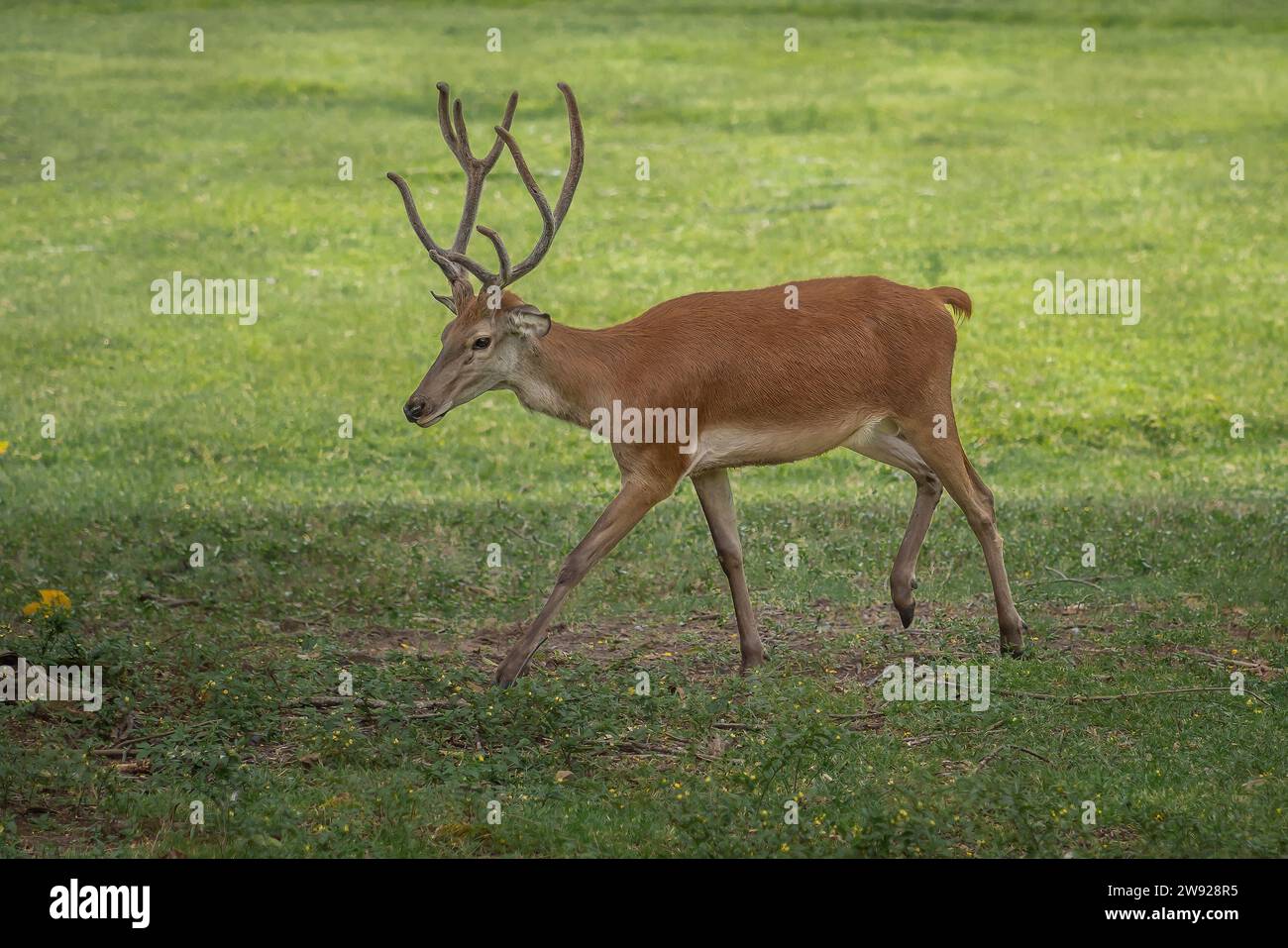 Cerf rouge mâle avec bois de velours (Cervus elaphus) Banque D'Images