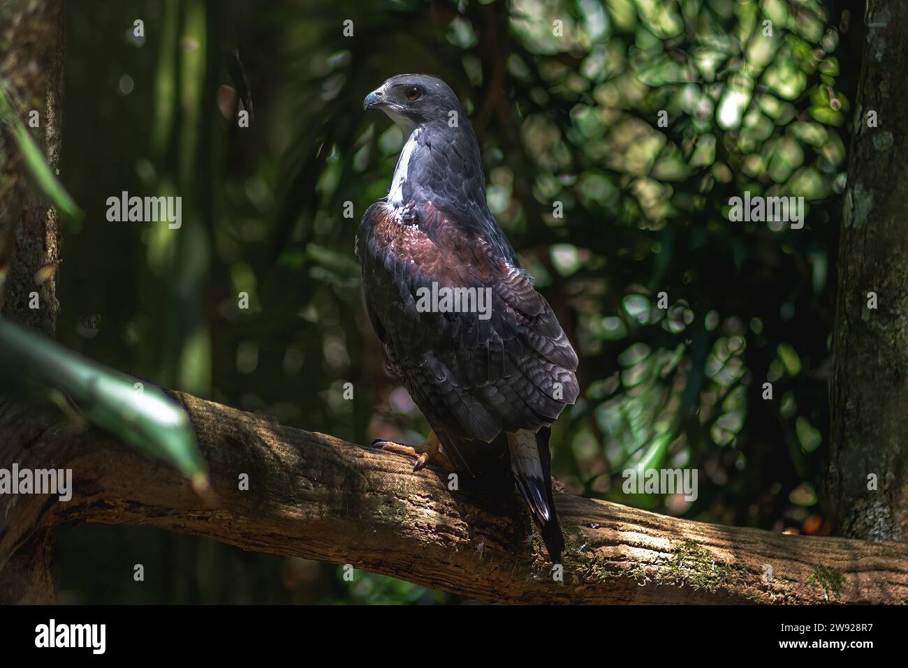 Aigle-buzzard à chant noir (Geranoaetus melanoleucus) - oiseau de proie Banque D'Images