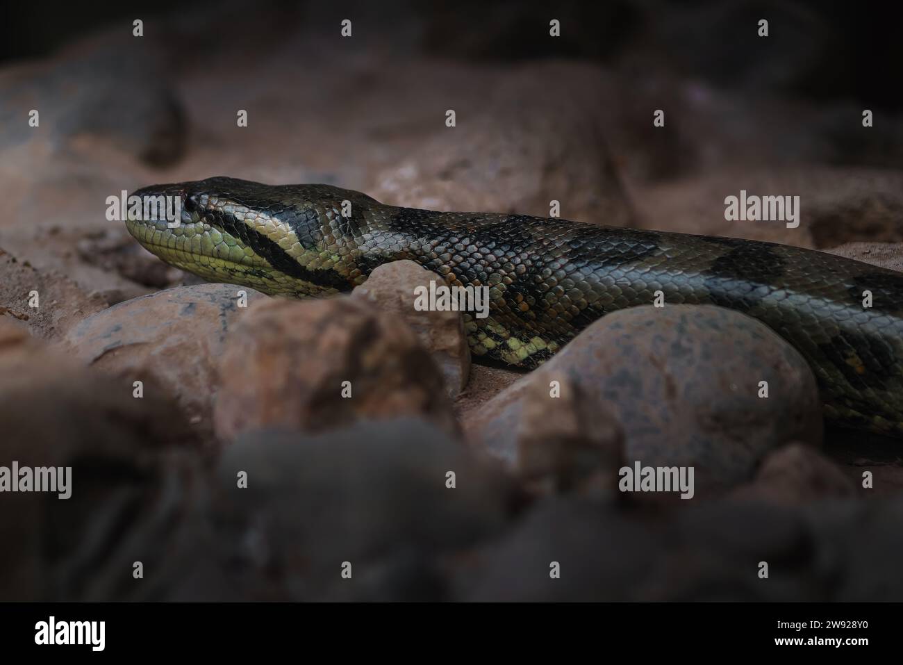 Anaconda vert (Eunectes Murinus) - serpent Boa Banque D'Images