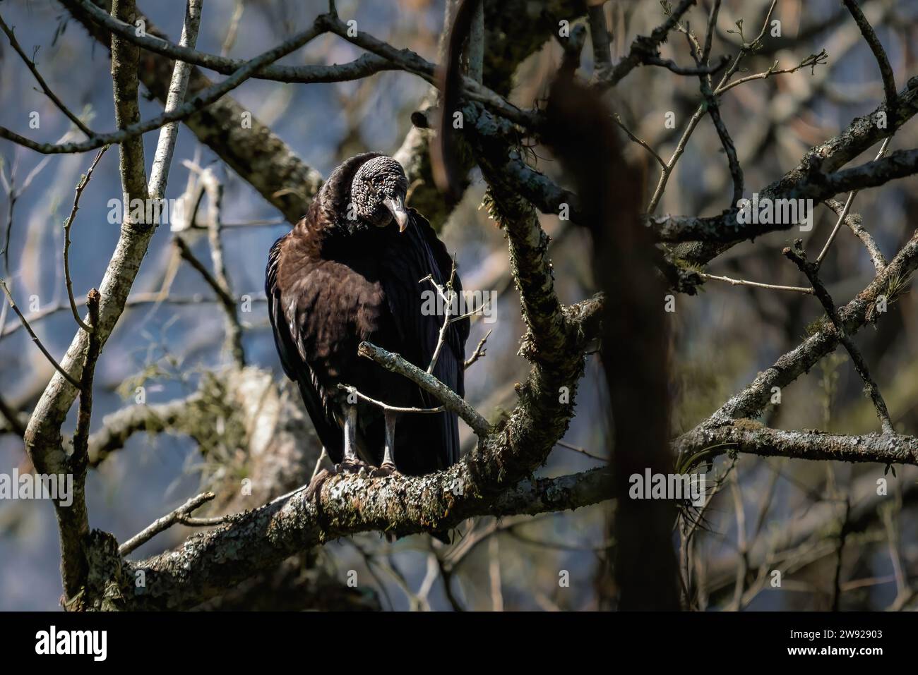 Oiseau vautour noir (Coragyps atratus) Banque D'Images