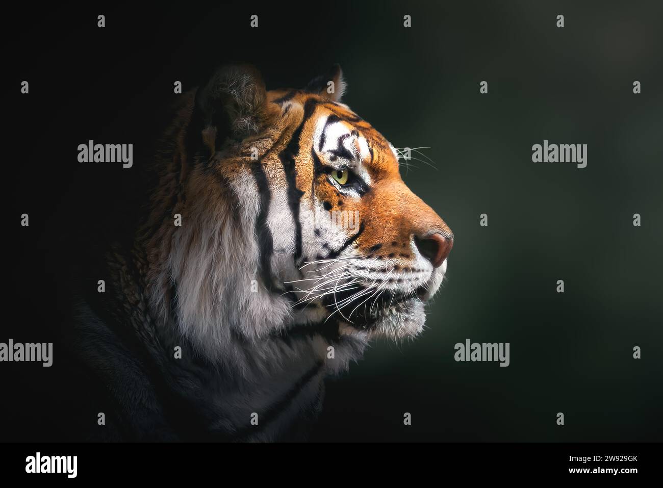 Tigre de Sibérie (Panthera tigris tigris) Banque D'Images