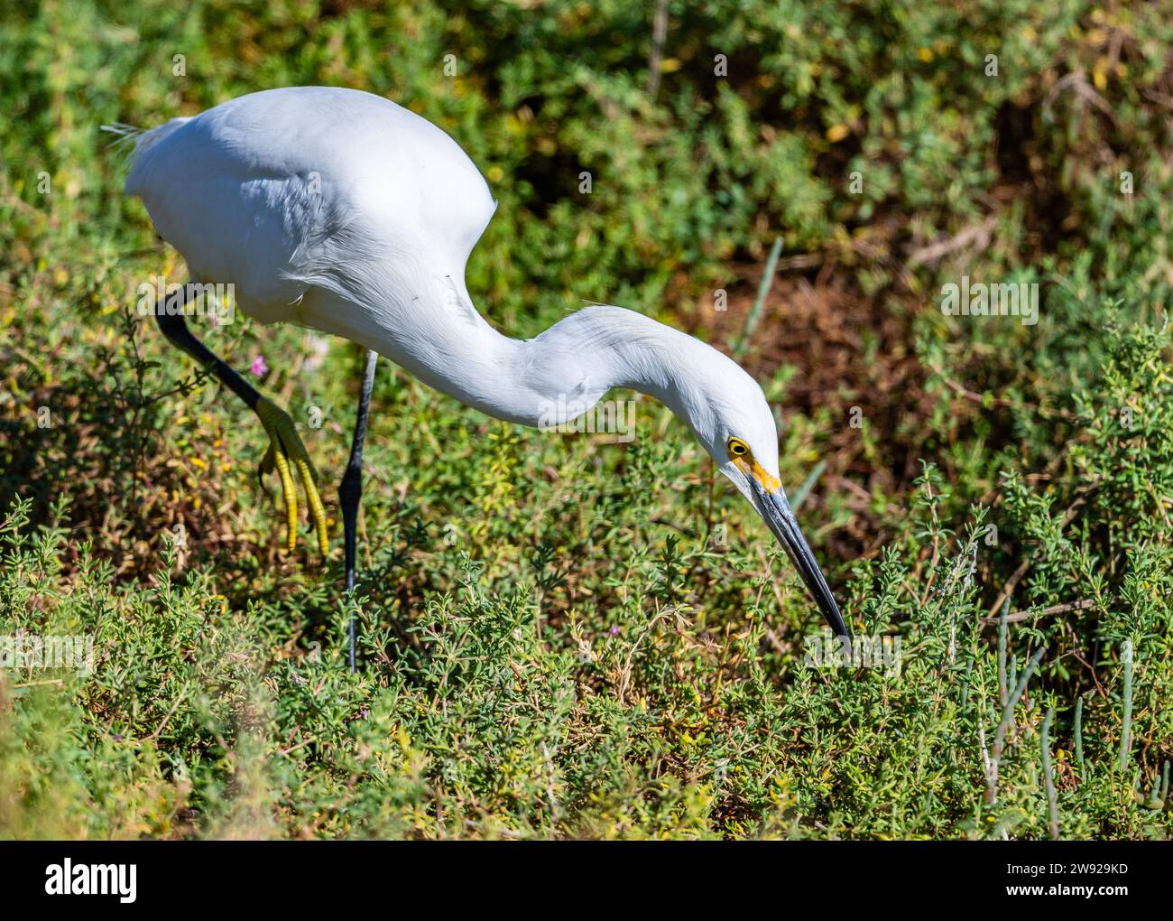 Une Egret enneigée (Egretta thula) se nourrissant dans les buissons. Californie, États-Unis. Banque D'Images