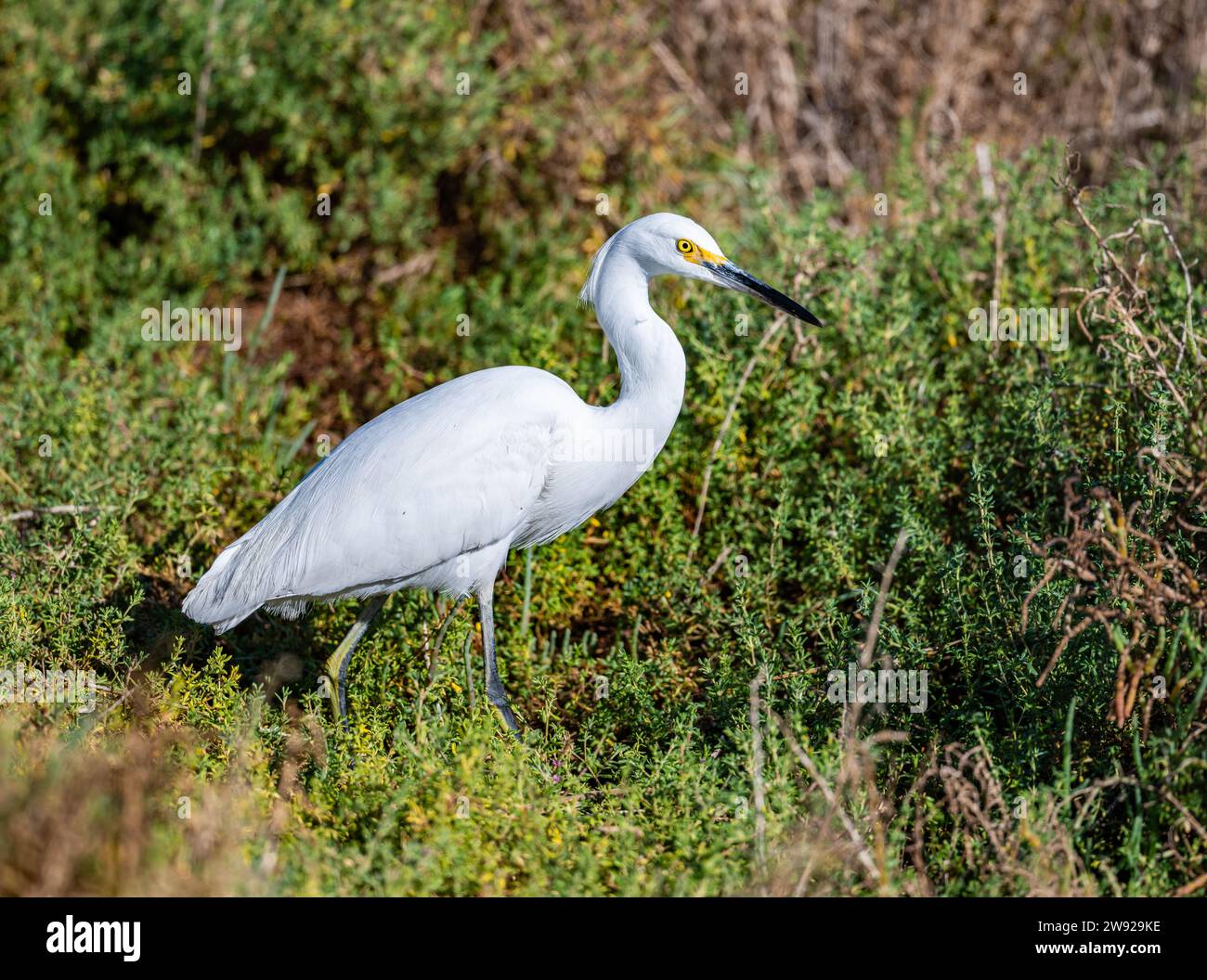 Une Egret enneigée (Egretta thula) se nourrissant dans les buissons. Californie, États-Unis. Banque D'Images