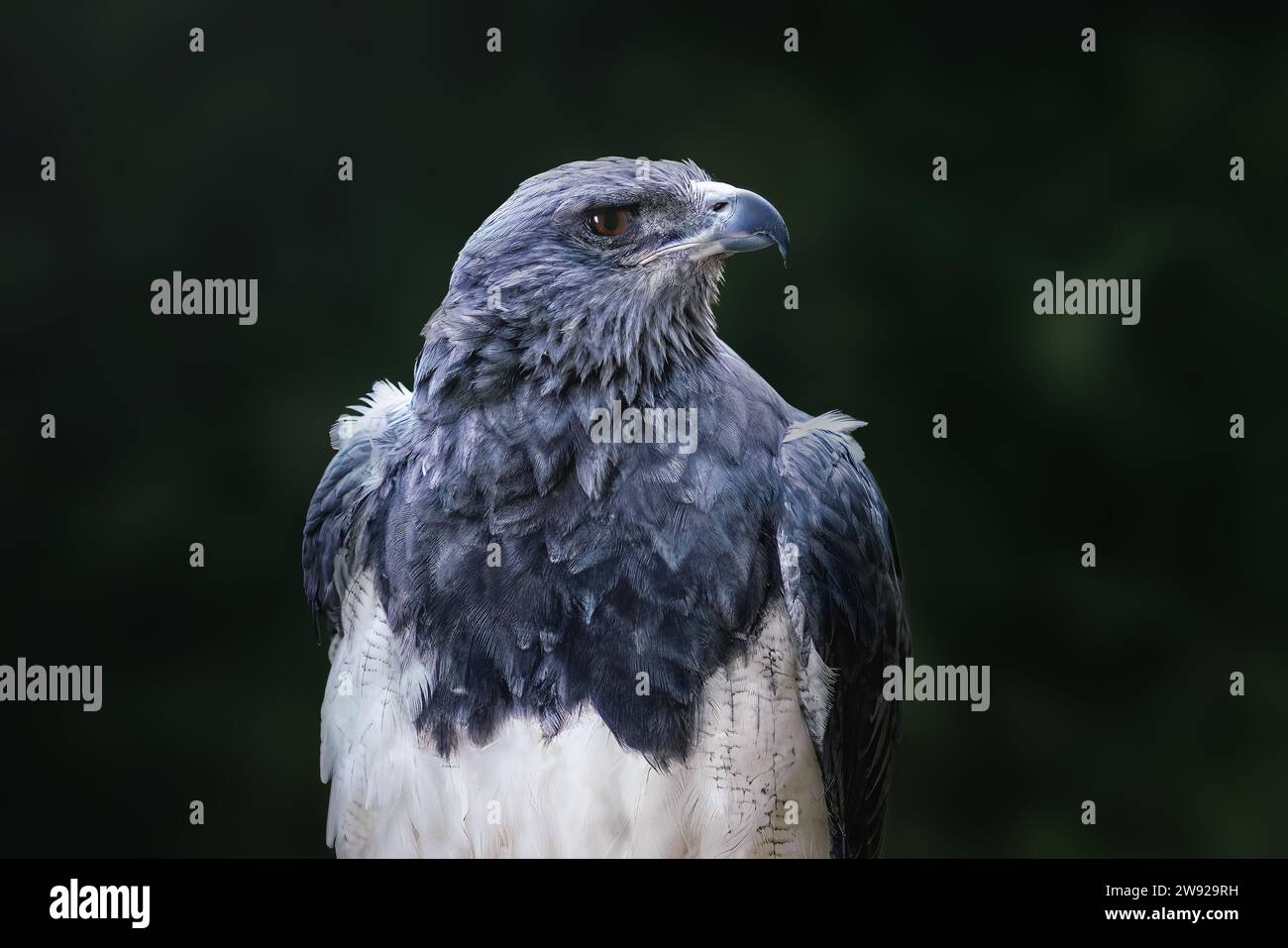 Aigle-buzzard à chant noir (Geranoaetus melanoleucus) - oiseau de proie Banque D'Images