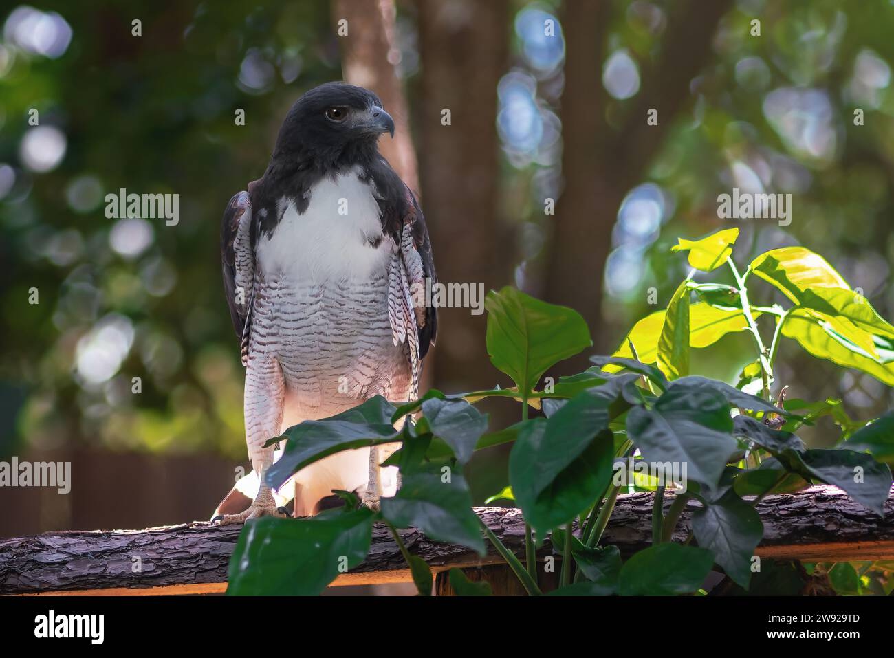 Faucon à queue blanche (Geranoaetus albicaudatus) - oiseau de proie Banque D'Images