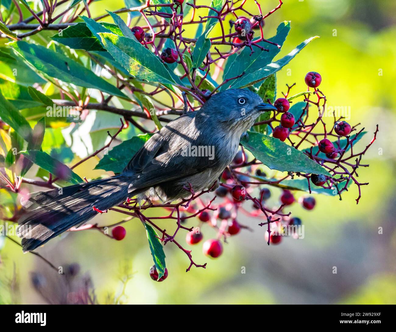 Un Wrentit (Chamaea fasciata) se nourrissant de fruits rouges. Californie, États-Unis. Banque D'Images