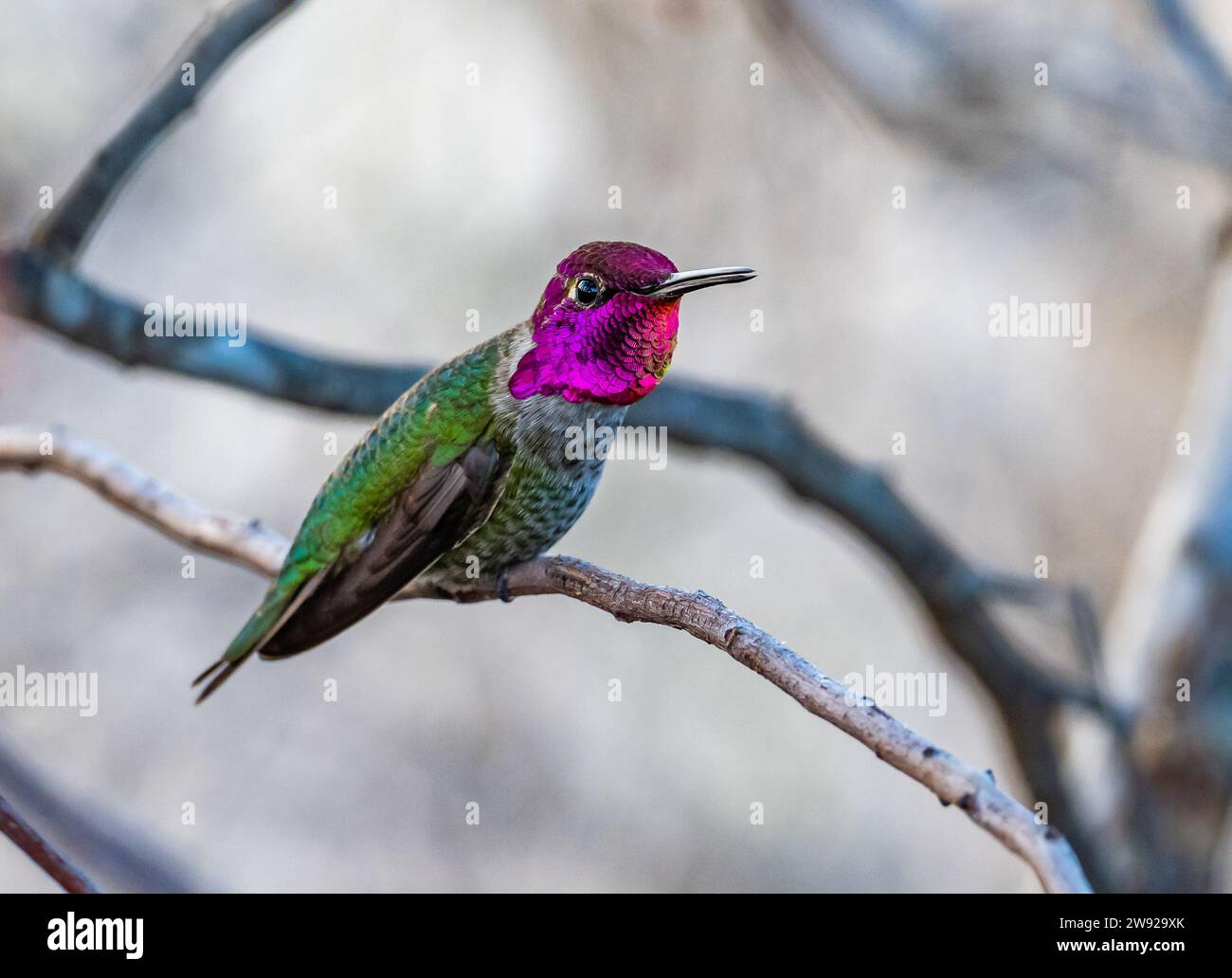 Un colibri d'Anna mâle (Calypte anna) avec des plumes de tête rouges irisées. Californie, États-Unis. Banque D'Images