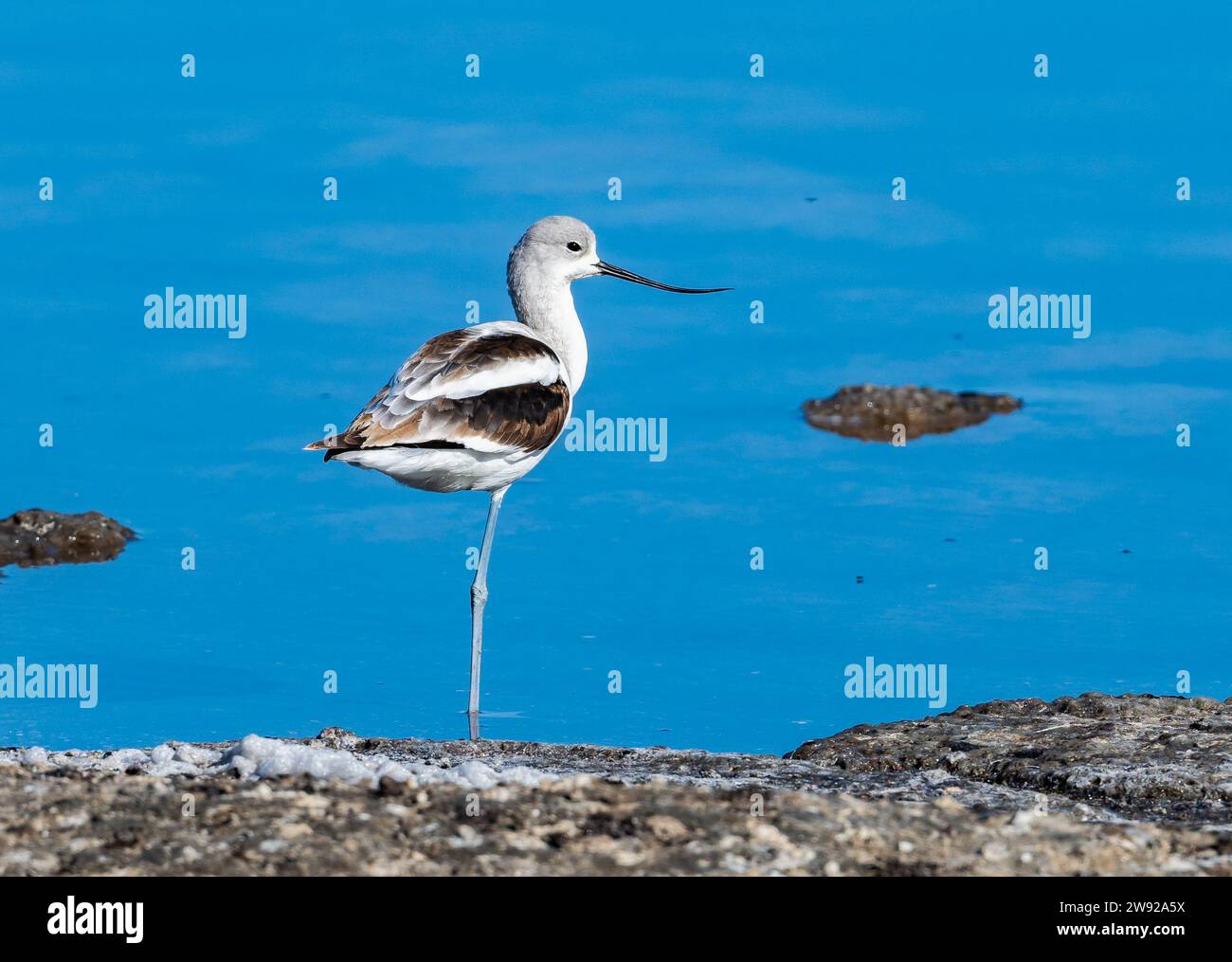 Un avocat américain (Recurvirostra americana) debout dans l'eau. Californie, États-Unis. Banque D'Images