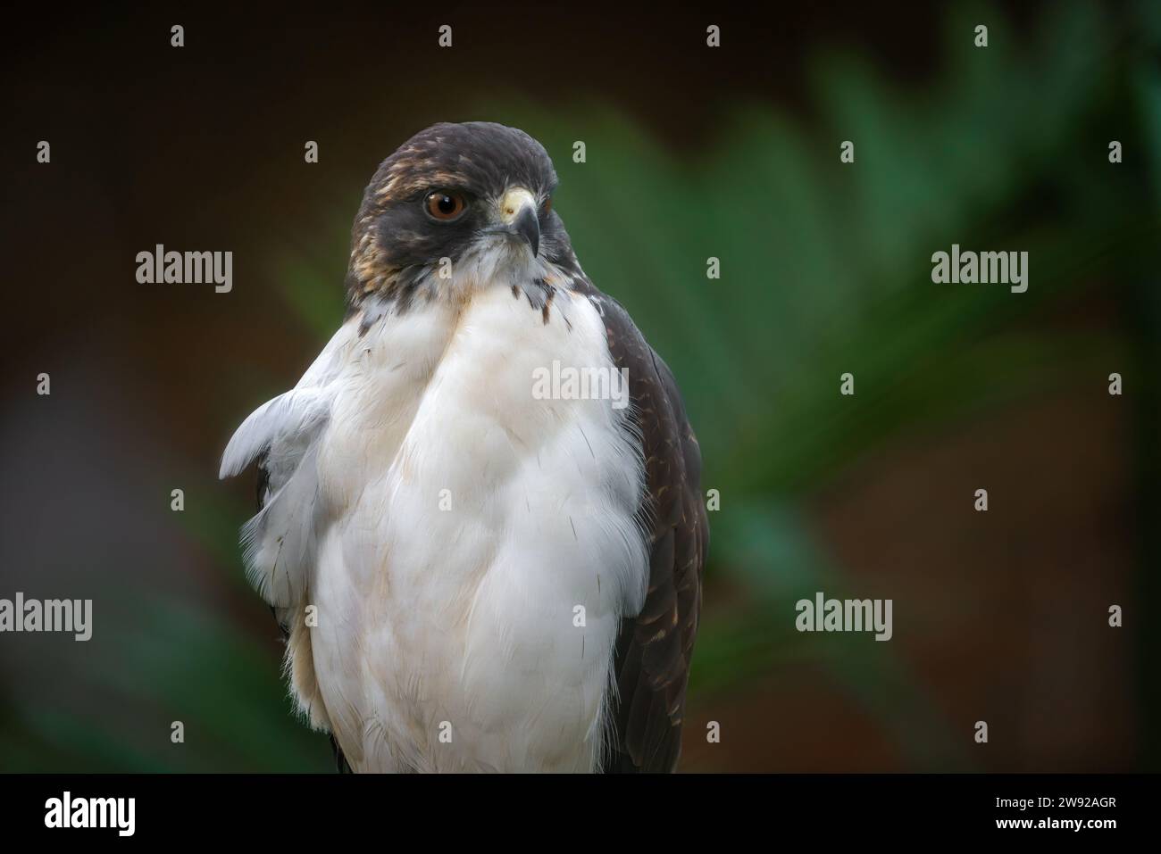 Faucon à queue blanche (Geranoaetus albicaudatus) - oiseau de proie Banque D'Images
