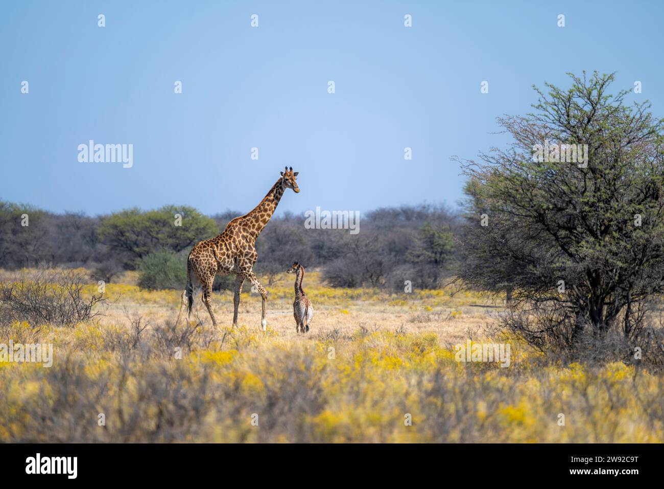 Deux girafes (Giraffa), mère avec des jeunes entre des buissons à fleurs jaunes, Khama Rhino Sanctuary, Botswana Banque D'Images