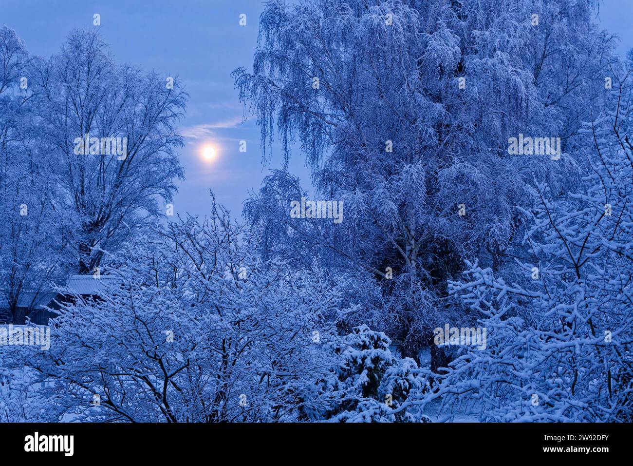 Pleine lune sur le paysage hivernal enneigé avec des arbres et des buissons dans le Vier- und Marschlanden de Hambourg, Allemagne du Nord, Allemagne Banque D'Images