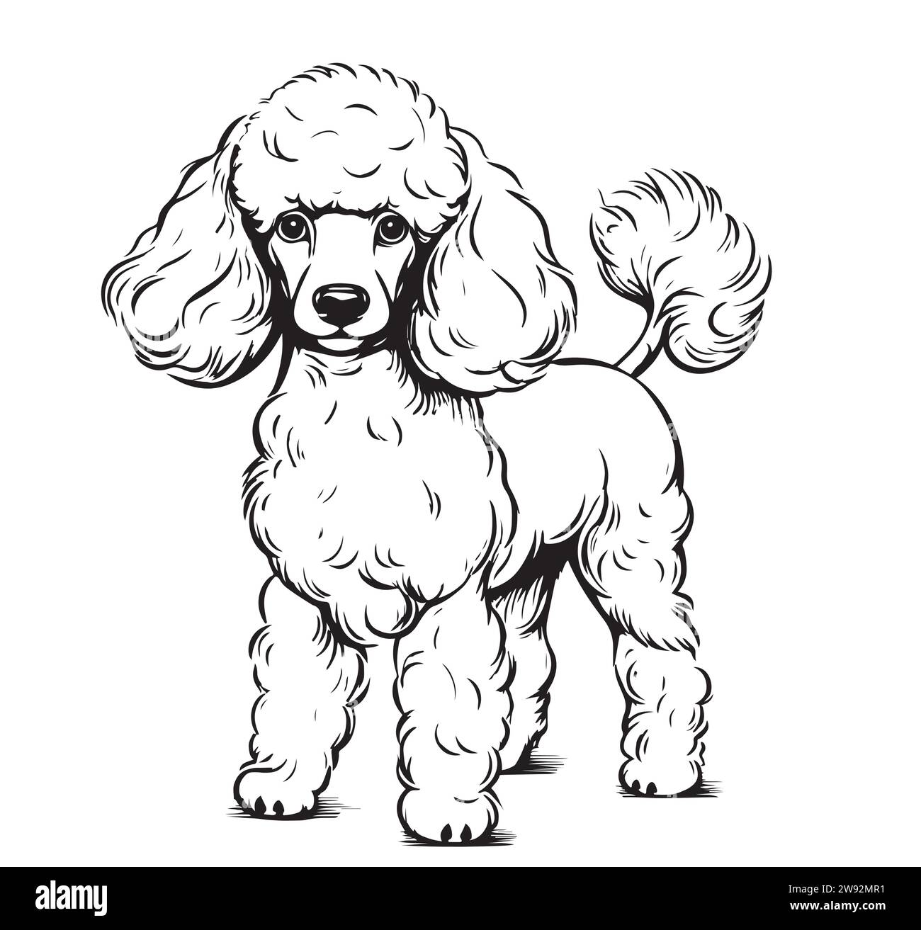 Mignon jouet chien caniche portrait dessin à la main animaux de compagnie illustration vectorielle. Illustration de Vecteur