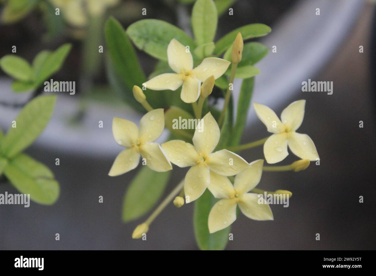 fleur jaune saraca asoca ixora en fleur avec fond bleu Banque D'Images