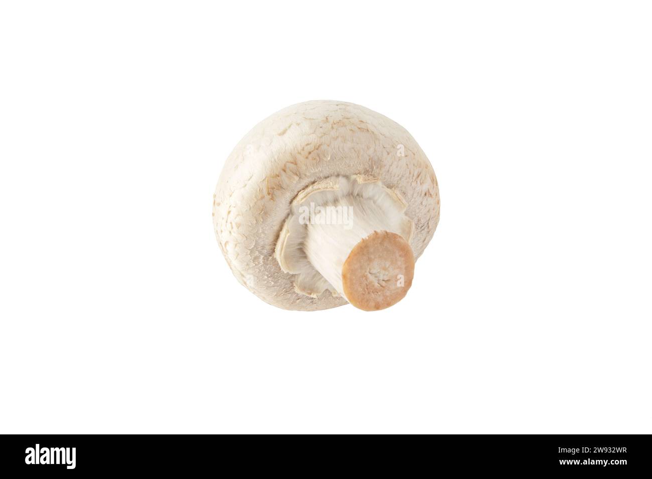 Bouton champignon champignon blanc isolé sur blanc. Agaricus bisporus. Corps de fruit immature avec le voile intact. Banque D'Images