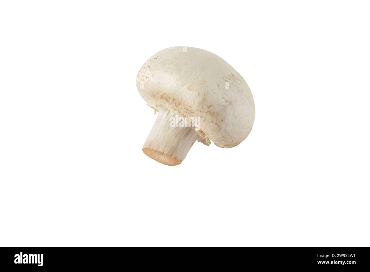 Bouton champignon champignon blanc isolé sur blanc. Agaricus bisporus. Vue latérale du corps des fruits immatures. Banque D'Images