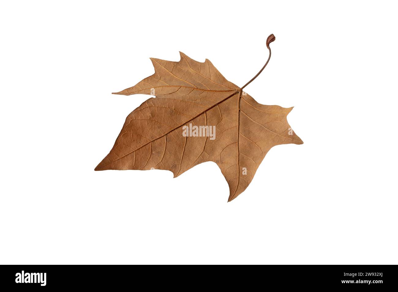 Feuille tombée isolée sur blanc. Saison d'automne feuillage brun sec des platanes. Banque D'Images Feuille tombée isolée sur blanc. Saison d'automne feuillage brun sec des platanes. Banque D'Images