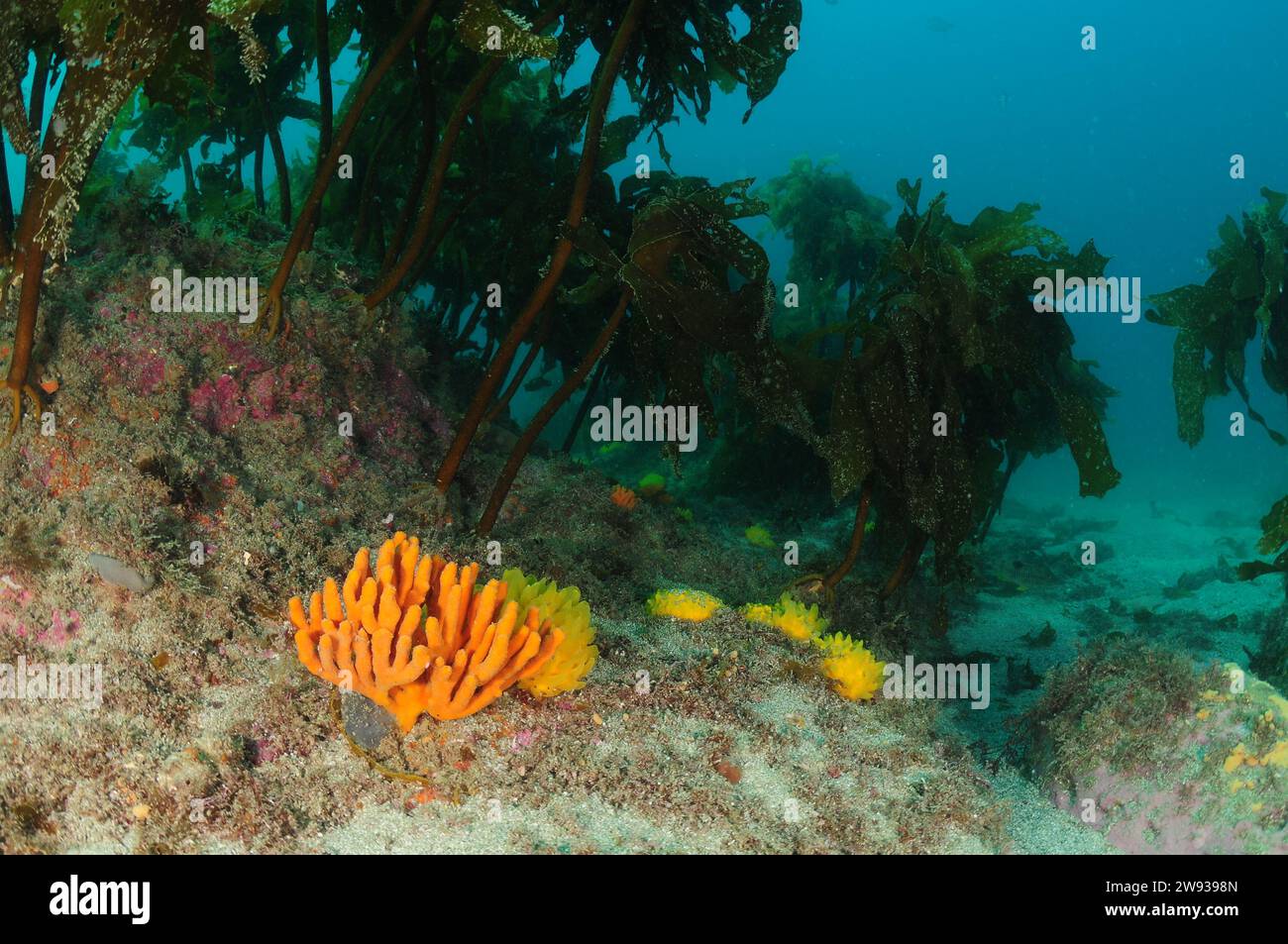 Éponges colorées pour doigts et mamelons sur récif rocheux sous canopée de varech. Lieu : Leigh Nouvelle-Zélande Banque D'Images