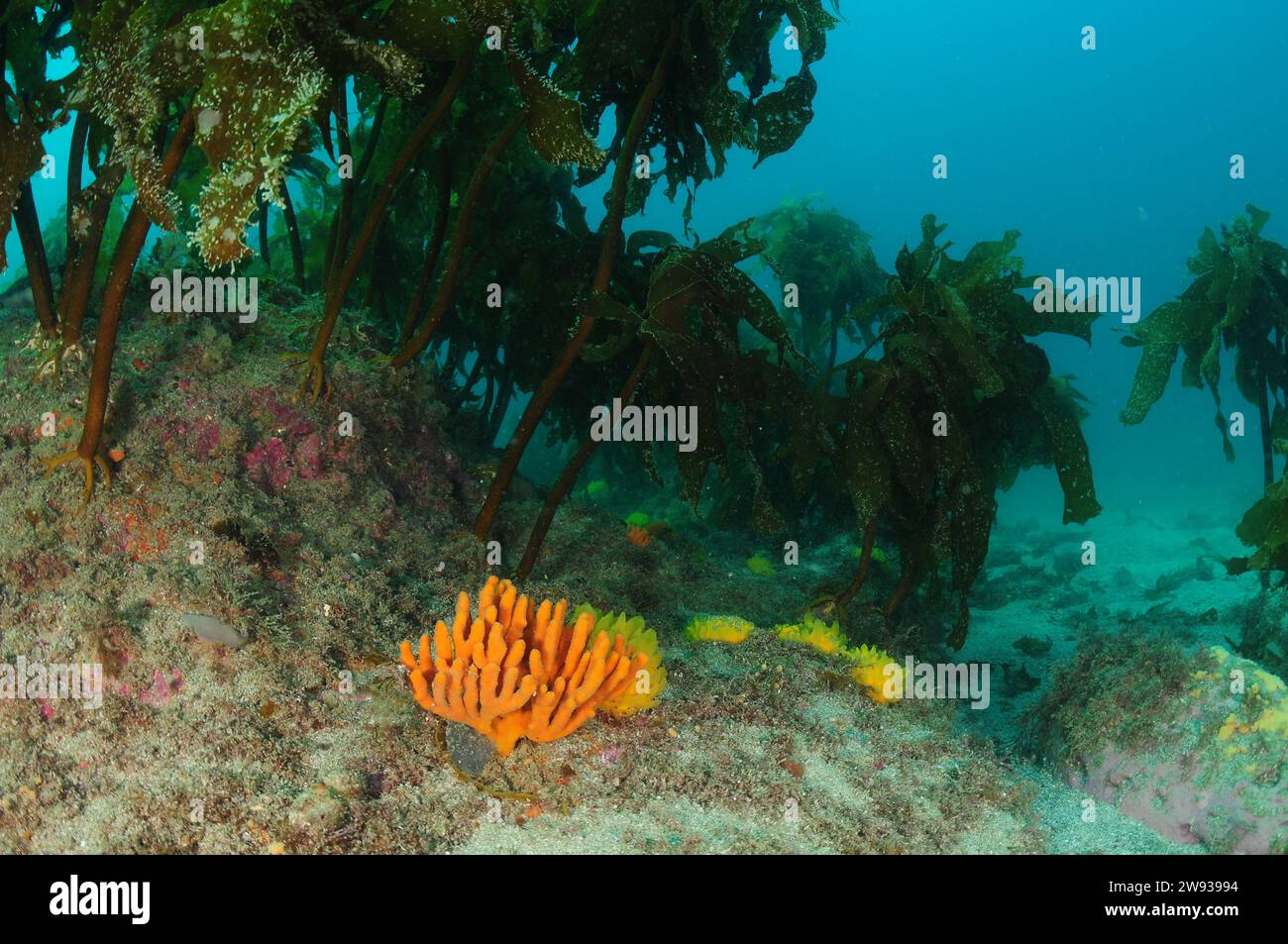 Éponges colorées pour doigts et mamelons sur récif rocheux sous canopée de forêt de varech. Lieu : Leigh Nouvelle-Zélande Banque D'Images