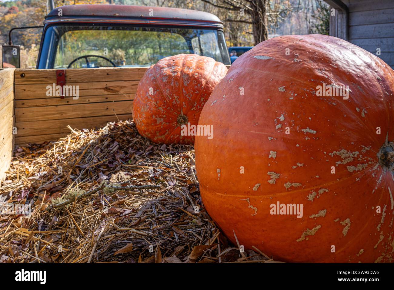 Camionnette Chevrolet 3600 vintage avec deux grosses citrouilles chez Fred's Famous Peanuts, un magasin de campagne en bordure de route à Helen, en Géorgie. (ÉTATS-UNIS) Banque D'Images
