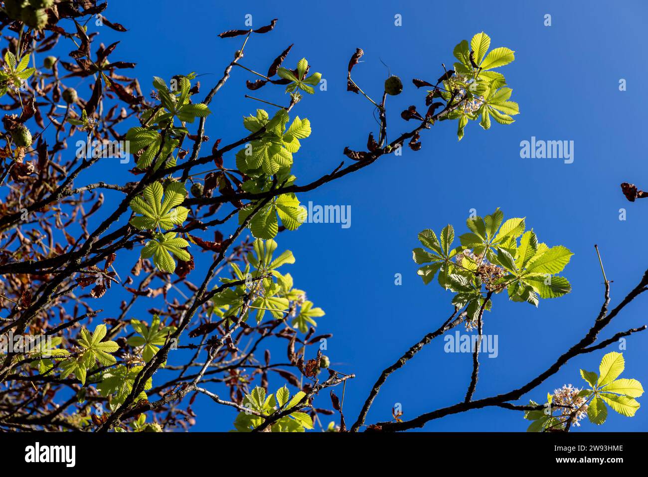 floraison des châtaigniers en automne, impact du réchauffement climatique et deuxième floraison des châtaigniers au cours de l'année Banque D'Images