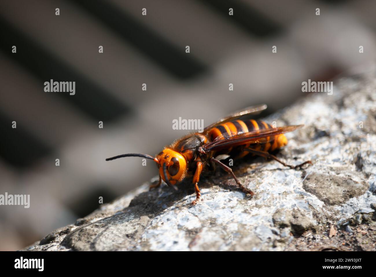Une seule abeille tueuse orange et noire sur béton gris, Hokkaido, Japon Banque D'Images