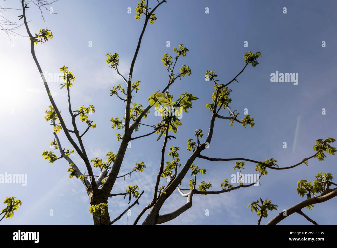 un noyer fleuri au printemps, un parc de printemps avec un noyer avec des fleurs et avec le premier feuillage vert par temps ensoleillé Banque D'Images