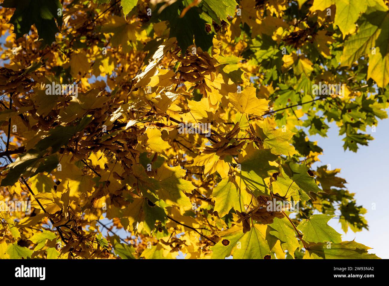 Érable pendant la saison d'automne, changements dans l'érable pendant la chute des feuilles d'automne Banque D'Images