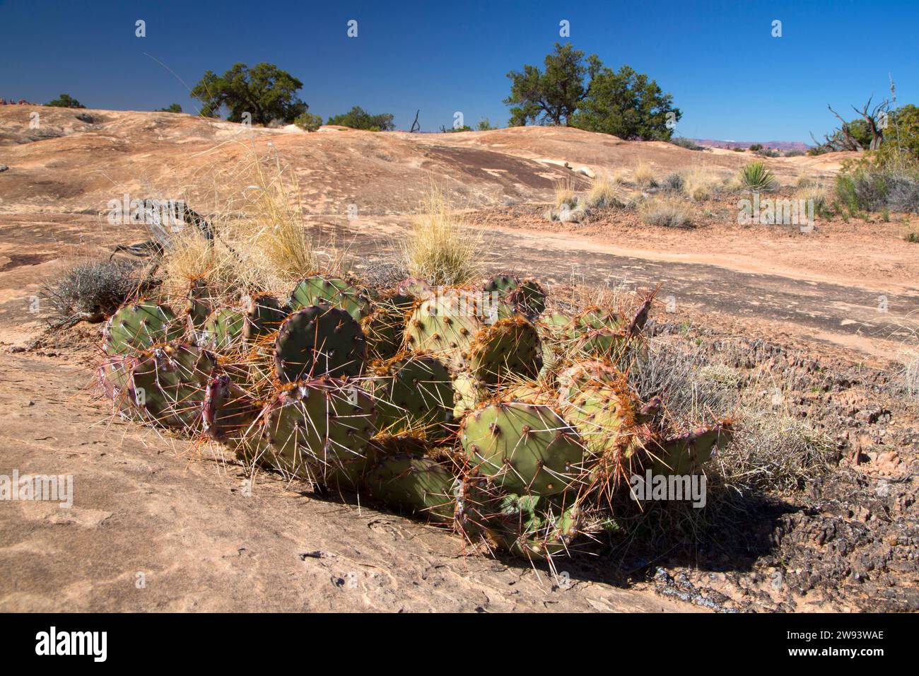 Cactus aux poires de Barbarie le long de Slickrock foot Trail Banque D'Images