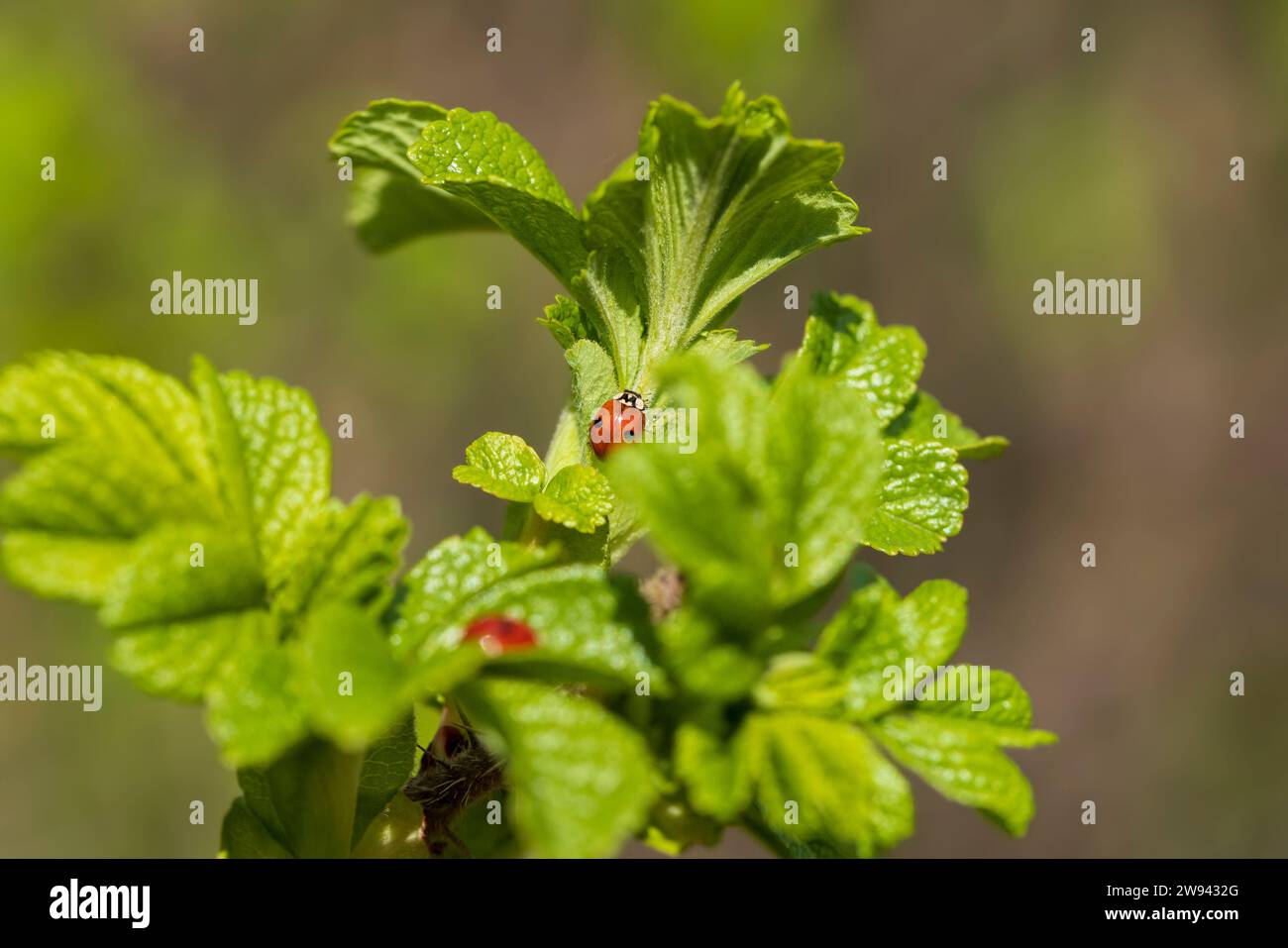 feuillage vert sur un buisson de rose musquée au printemps, le premier feuillage de rose musquée par temps chaud et ensoleillé Banque D'Images