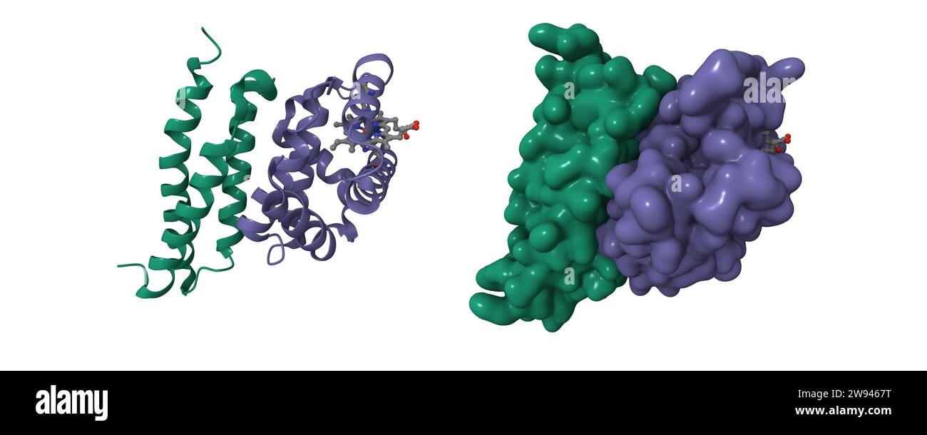 Structure de l'alpha hémoglobine oxydée (verte) liée à la protéine stabilisatrice de l'alpha-hémoglobine. Dessins animés 3D et modèles de surface gaussiens, PDB 1z8u. Banque D'Images
