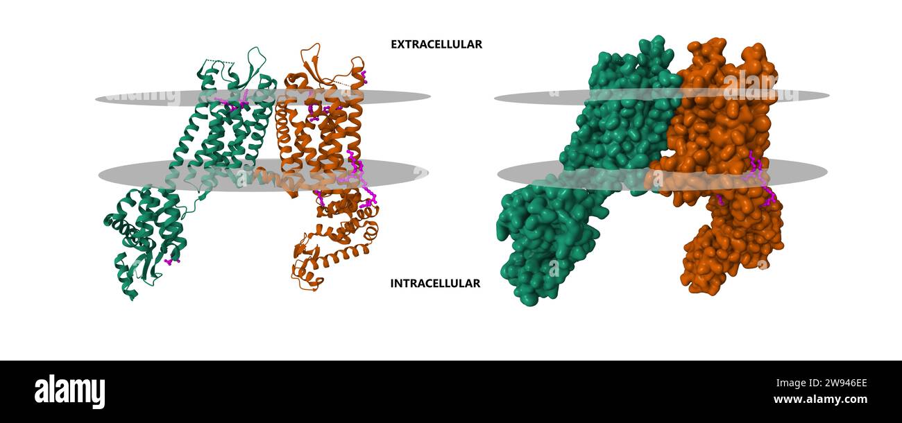 Structure du récepteur opioïde kappa humain en complexe avec JDTIC. Surface gaussienne 3D et modèles de dessins animés, schéma de couleur d'ID de chaîne, PDB 4djh Banque D'Images