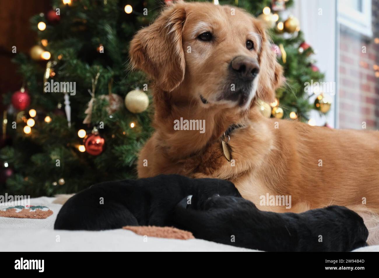 USAGE ÉDITORIAL ONLY Golden retriever chien guide maman, Puds salue l'arrivée de sa nouvelle portée de neuf Golden retriever x berger allemand 'Tiny puddings', juste à temps pour Noël, Northamptonshire. Date d'émission : dimanche 24 décembre 2023. Banque D'Images