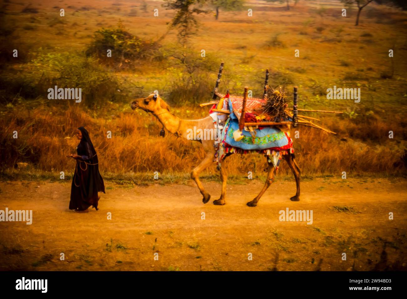 Chameau et une femme marchant sur un chemin de terre dans un village en Inde. Banque D'Images