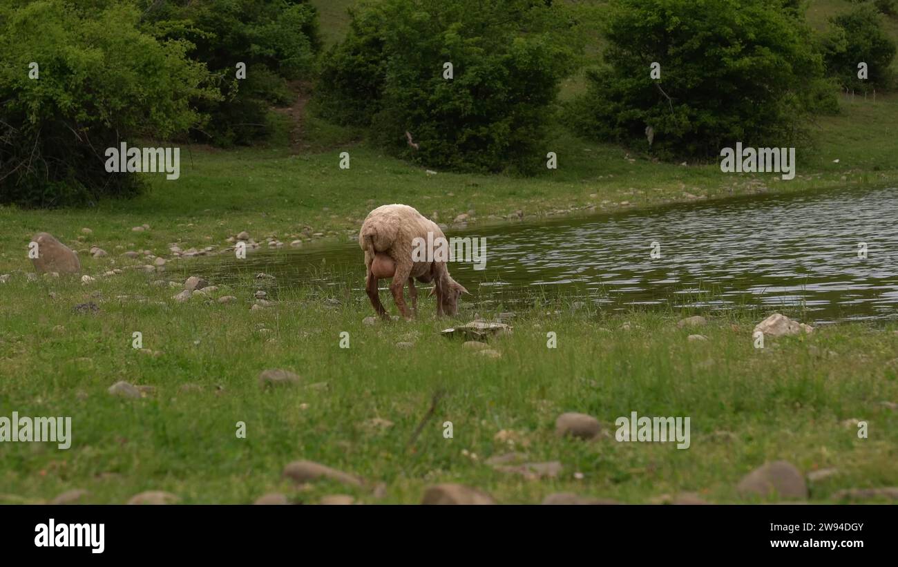 Une vue pittoresque d'un beau mouton étanchant sa soif avec de l'eau douce. Banque D'Images