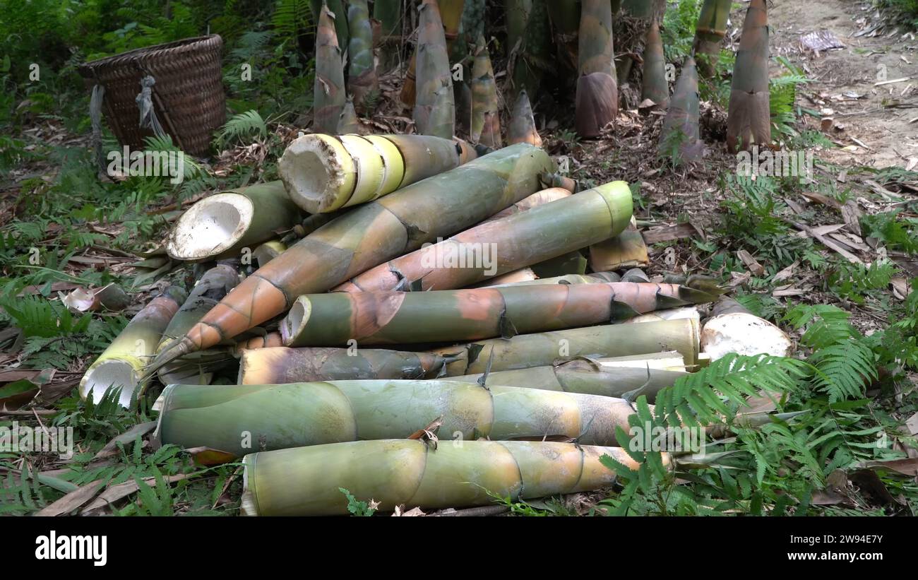 La récolte de pousses de bambou colossales pour le processus de conservation Banque D'Images