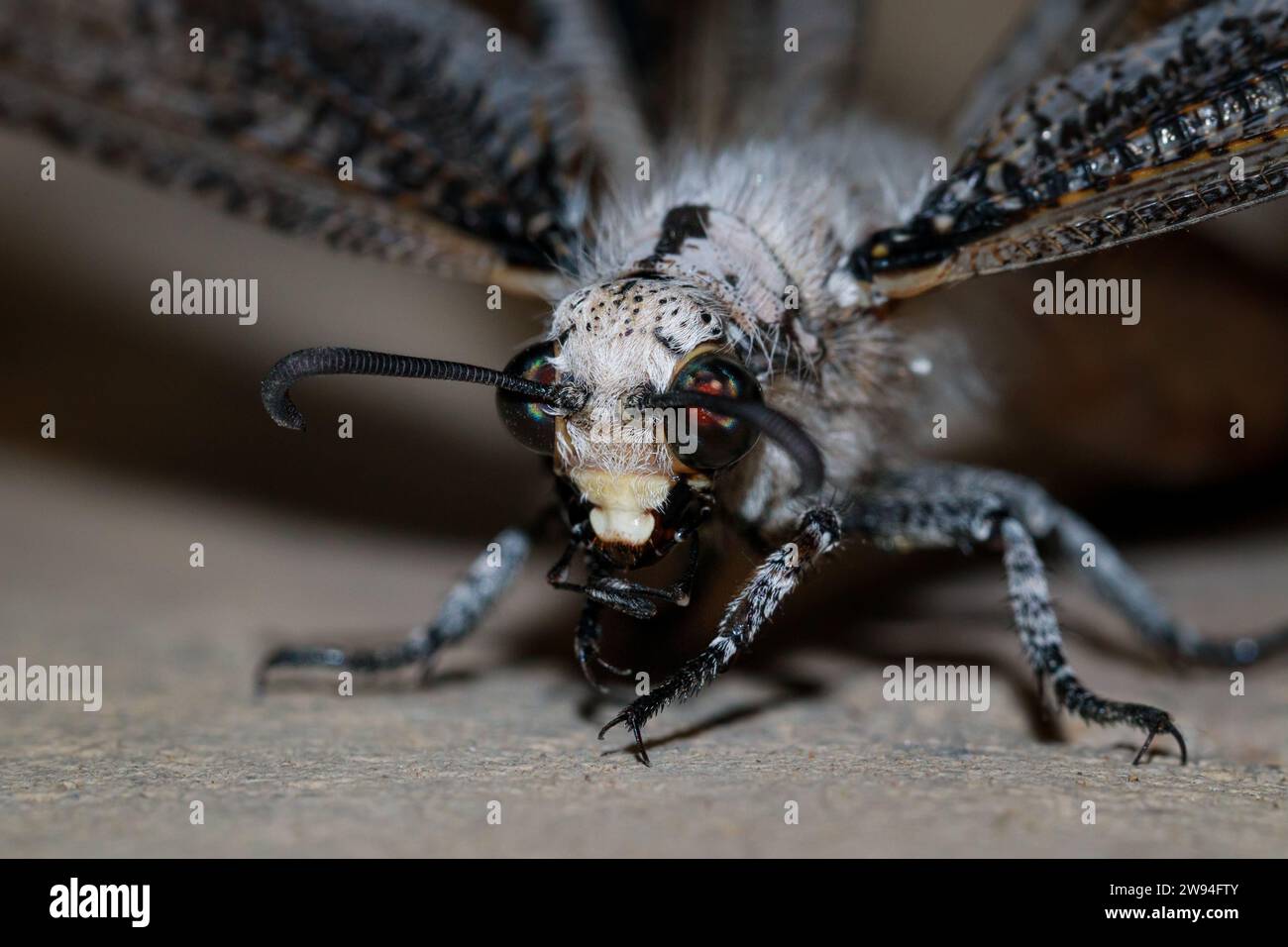 Photo macro fourmi-lion de la tête, des jambes et partiellement des ailes, désert du Namib, Namibie, été (décembre 2024) Banque D'Images