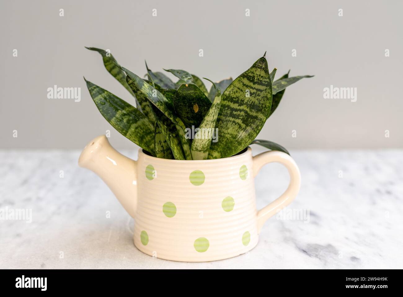 Plante ornementale de serpent d'intérieur pour bureau dans un pot de fleurs décoratif de bouilloire en céramique. Banque D'Images