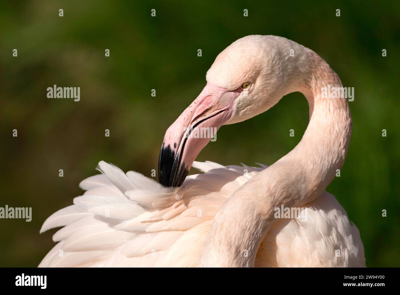 Un moment enchanteur capturé dans un portrait d'un flamant rose, nettoyant gracieusement ses plumes avec la plus grande élégance et l'équilibre. Banque D'Images