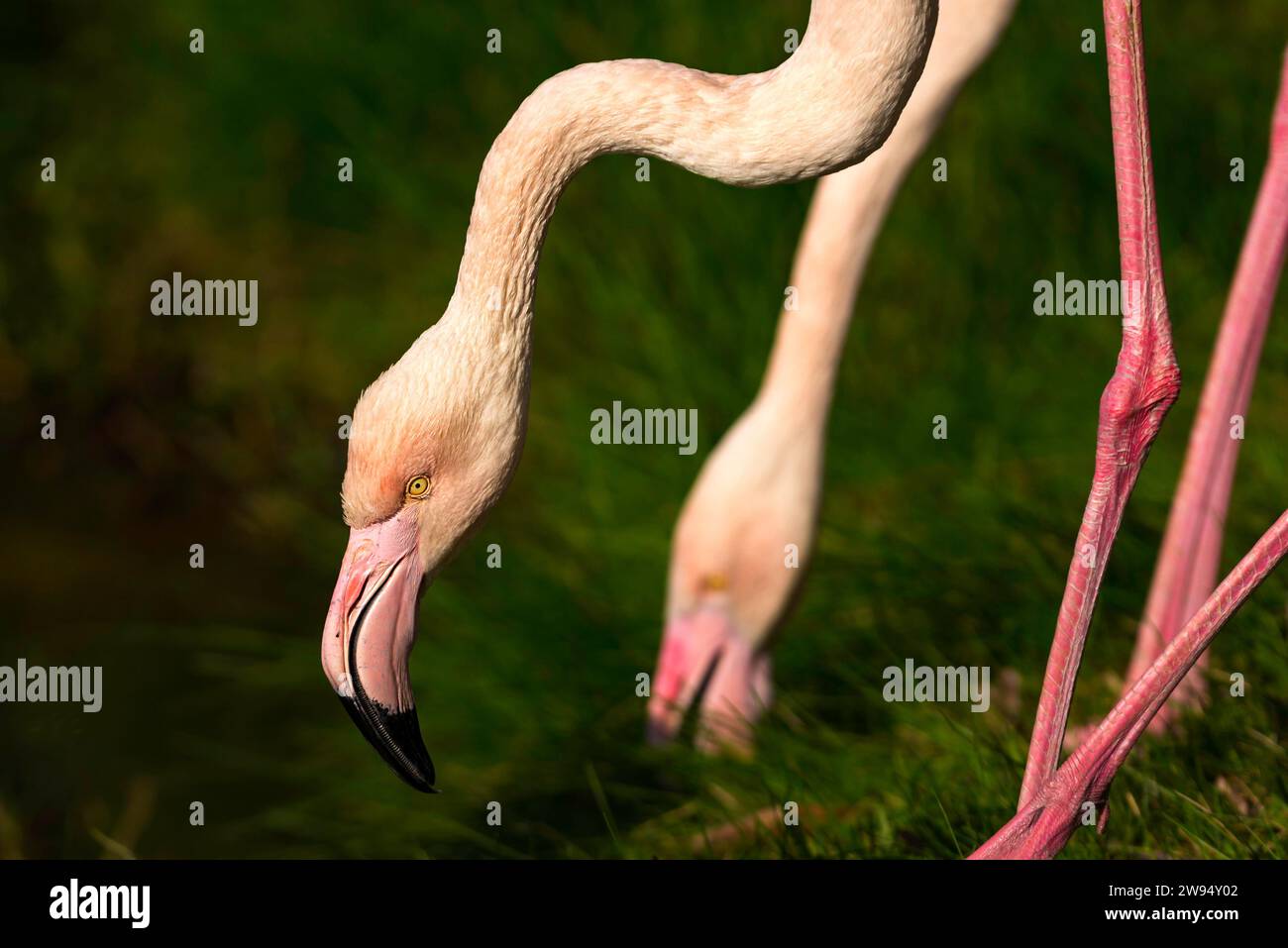 Bord de l'eau, où un groupe de flamants roses se dresse gracieusement dans les hautes herbes. Banque D'Images