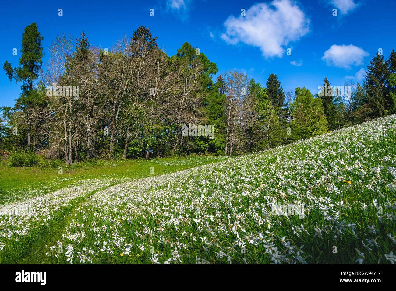 Belle clairière avec fleurs de jonquilles blanches en fleurs. Incroyable paysage de floraison saisonnière avec des jonquilles parfumées sur la prairie, Jesenice, Slovénie, Banque D'Images