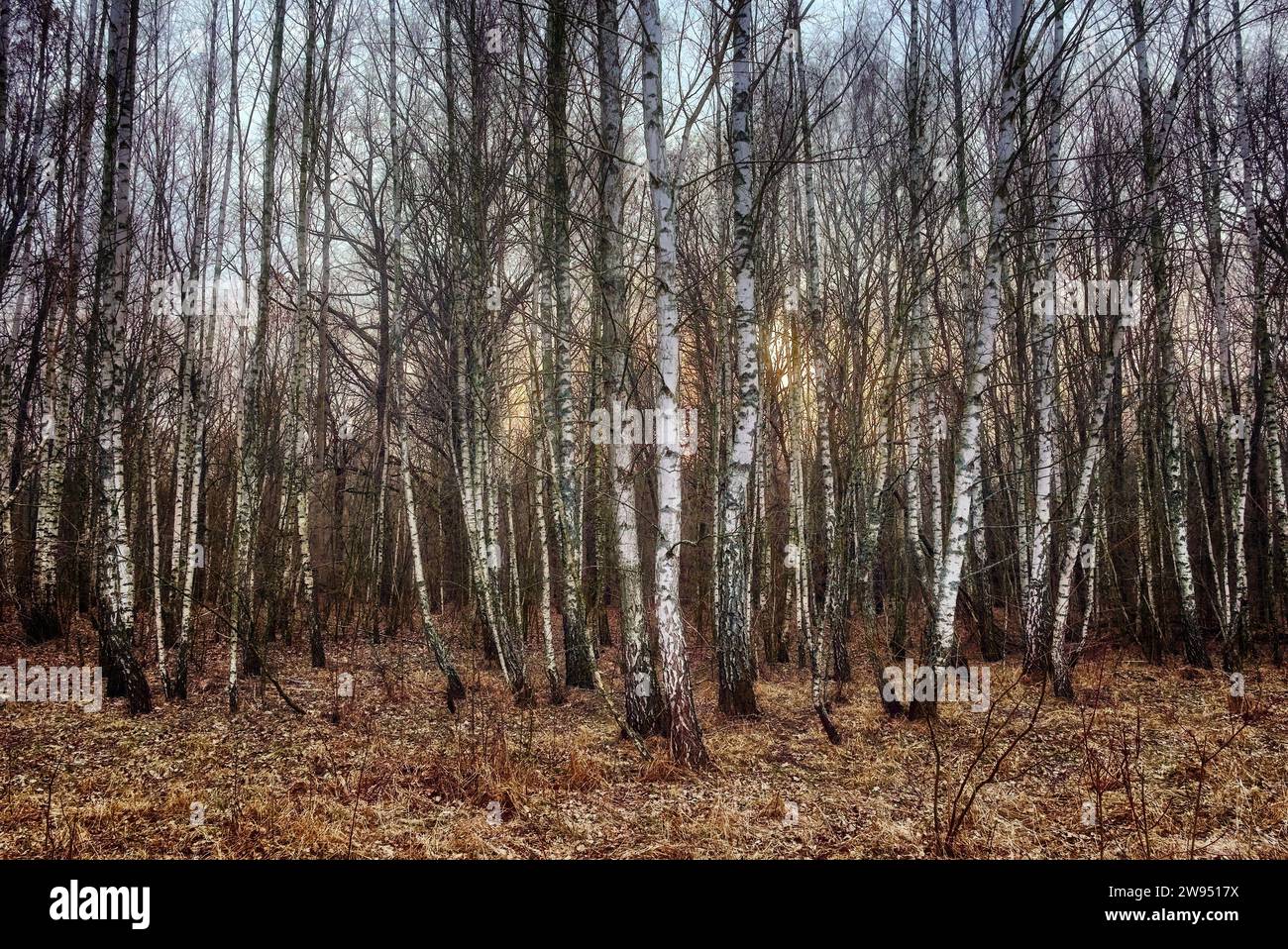 La photo capture une forêt en automne, des arbres à écorces blanches debout au milieu d'un tapis de feuilles tombées. Banque D'Images