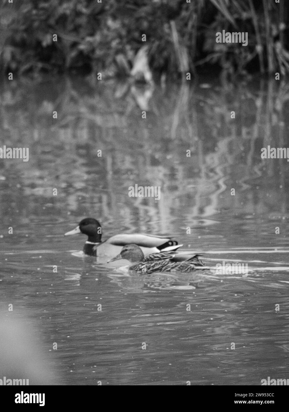 Canard colvert nager dans un lac à le Grazie, Mantoue, Italie dans la saison automne photographie haute résolution Banque D'Images