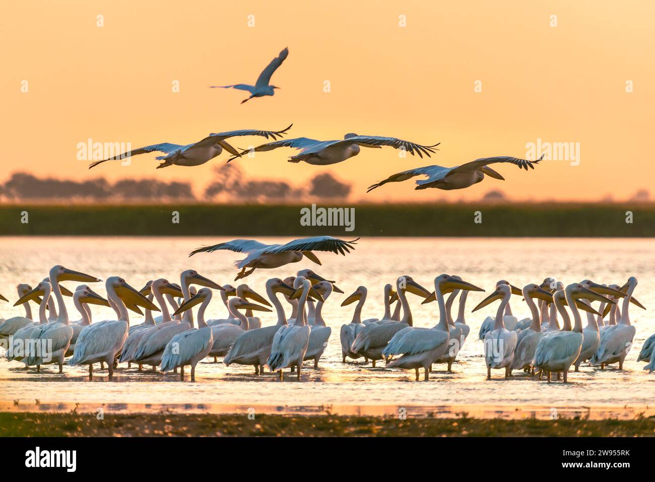 Un troupeau de pélicans roses se reposant gracieusement dans des eaux peu profondes lors d'un coucher de soleil à couper le souffle, avec plusieurs pélicans prenant leur envol. Banque D'Images