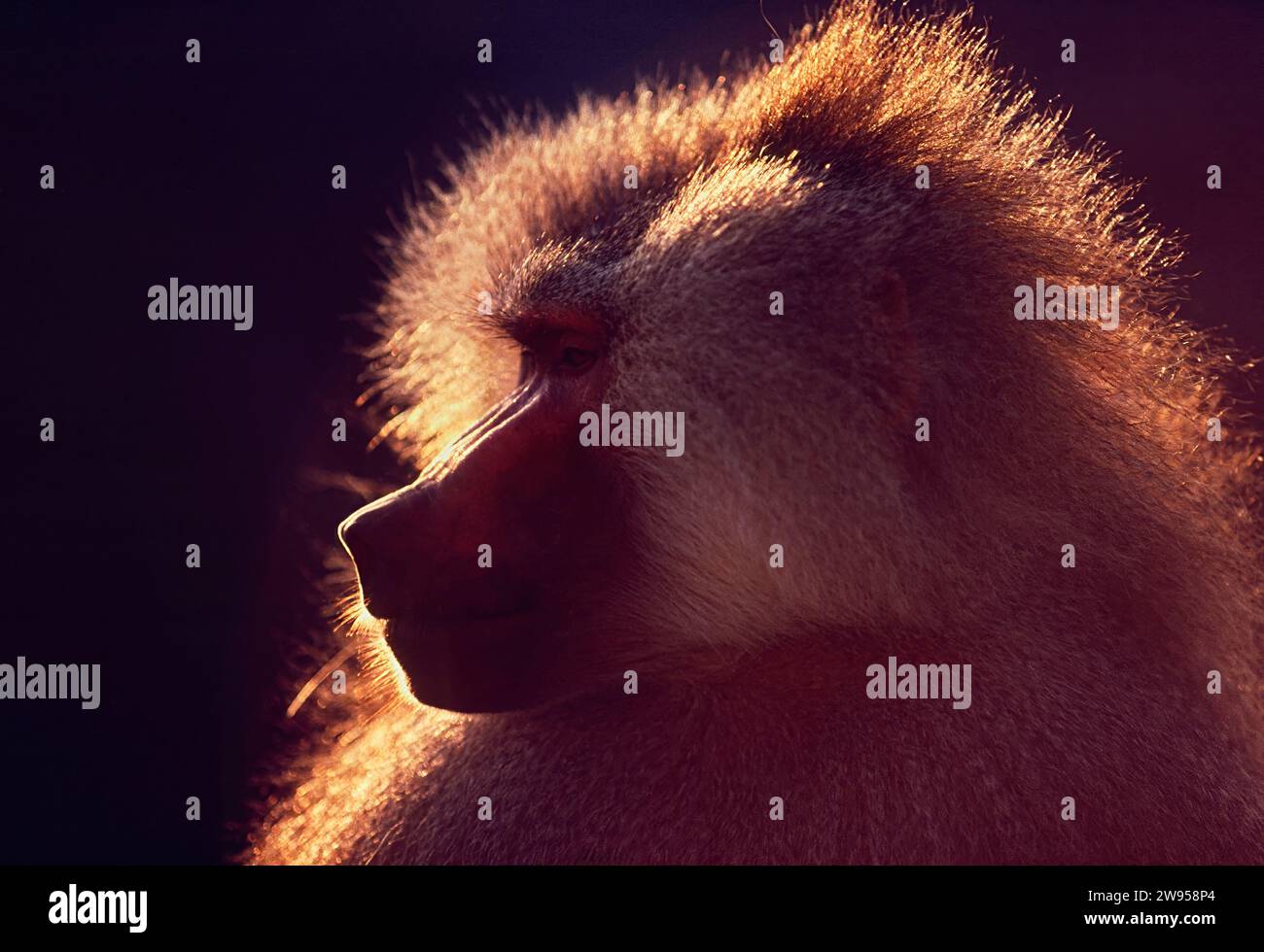 Tête de babouin Hamadryas rétro-éclairée par le soleil Arabie Saoudite Banque D'Images