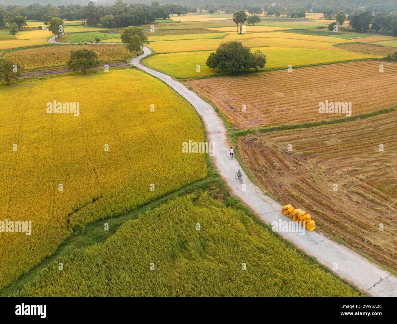 10 décembre 2023 : vue panoramique des champs de Ta Pa, province d'an Giang, Vietnam pendant la saison du riz mûr Banque D'Images