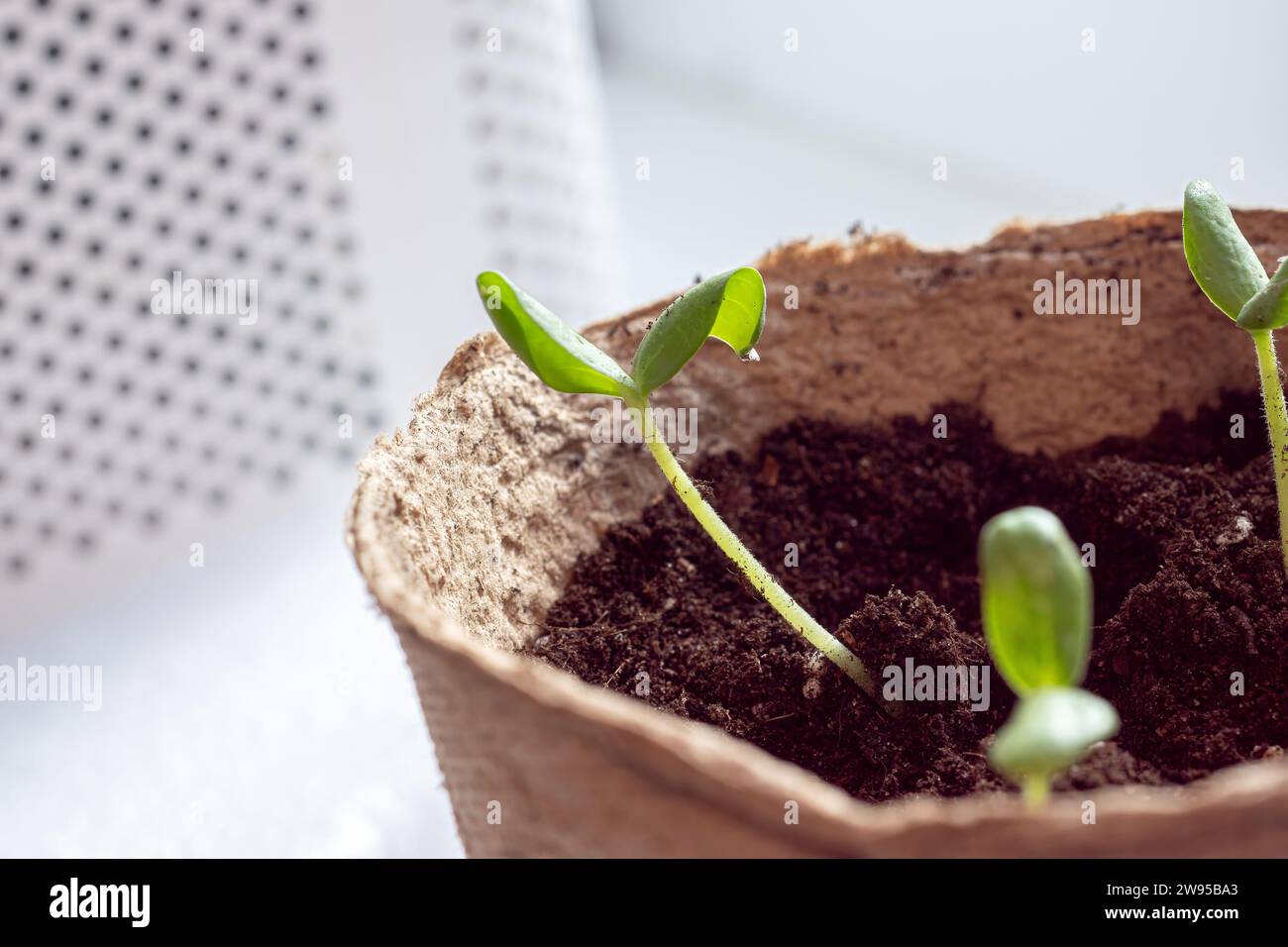 Les semis de courgettes sont transplantés dans le sol après la germination des graines. Cultiver des légumes durables pour les végétaliens et les végétariens faisant partie de la série Banque D'Images